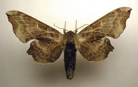 Attēlu rezultāti vaicājumam “Laothoe amurensis”