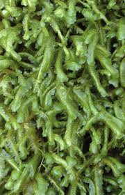 Attēlu rezultāti vaicājumam “Homalia trichomanoides sporophyte”