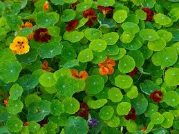 Attēlu rezultāti vaicājumam “Tropaeolum majus flower”