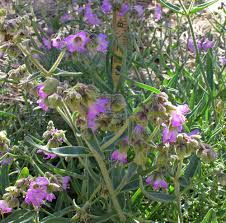 Attēlu rezultāti vaicājumam “Bulbochaete mirabilis”