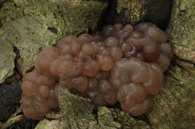 Attēlu rezultāti vaicājumam “Ascotremella faginea”