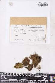 Attēlu rezultāti vaicājumam “Harpanthus flotovianus”