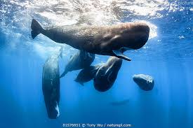 Image result for Physeter macrocephalus