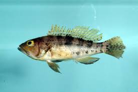 Image result for Centropristis striata