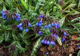 Image result for Pulmonaria Silverado