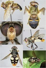 Attēlu rezultāti vaicājumam “Sericomyia lappona”