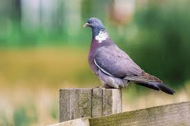Image result for Columba palumbus