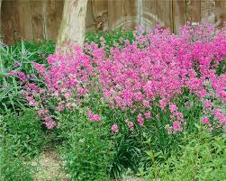 Image result for Pechnelke