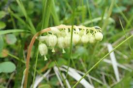 Attēlu rezultāti vaicājumam “Orthilia secunda leaf”
