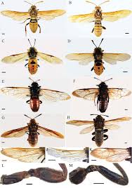 Attēlu rezultāti vaicājumam “Cimbex femoratus imago”