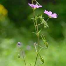 Attēlu rezultāti vaicājumam “Geranium pyrenaicum”