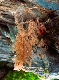 Attēlu rezultāti vaicājumam “Heterotrichia oerstedii (syn. Arcyria oerstedii)”