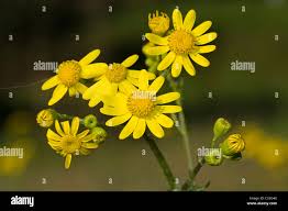 Attēlu rezultāti vaicājumam “Senecio vernalis flower”