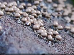 Attēlu rezultāti vaicājumam “Diderma radiatum macro”