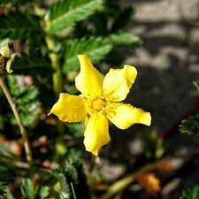 Image result for Potentilla anserina
