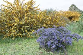 Attēlu rezultāti vaicājumam “Hymenoscyphus fructigenus var. coryli”