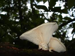 Attēlu rezultāti vaicājumam “Lentinus lepideus”