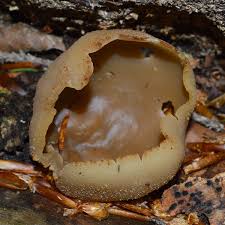 Attēlu rezultāti vaicājumam “Peziza vesiculosa”