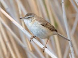 Image result for Acrocephalus agricola