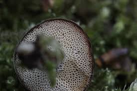 Attēlu rezultāti vaicājumam “Polyporus brumalis”