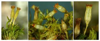 Attēlu rezultāti vaicājumam “Orthotrichum patens sporophyte”