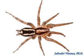 Attēlu rezultāti vaicājumam “Gnaphosidae”