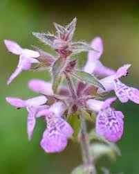Attēlu rezultāti vaicājumam “Stachys palustris flower”