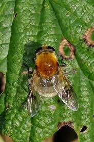 Attēlu rezultāti vaicājumam “Arctophila superbiens”