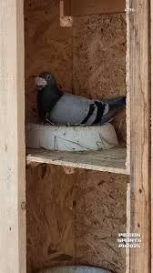 Image result for Meridian Racing Pigeon Lofts