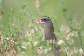 Attēlu rezultāti vaicājumam “Crex crex adult”
