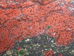 Attēlu rezultāti vaicājumam “Hildenbrandia rivularis”