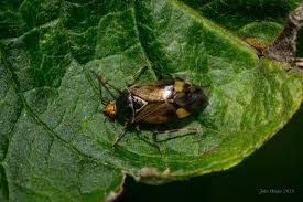 Attēlu rezultāti vaicājumam “Deraeocoris ruber”