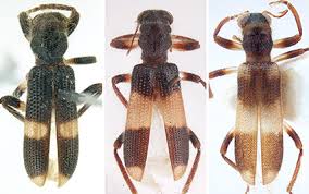 Attēlu rezultāti vaicājumam “Cleridae”