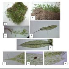 Attēlu rezultāti vaicājumam “Bryum moravicum”