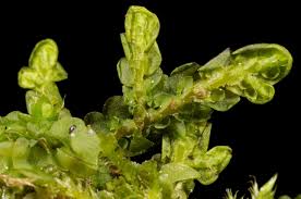 Attēlu rezultāti vaicājumam “Porella cordaeana”