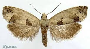 Attēlu rezultāti vaicājumam “Epinotia ramella”