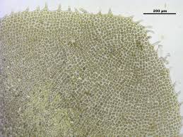 Attēlu rezultāti vaicājumam “Scapania nemorea”