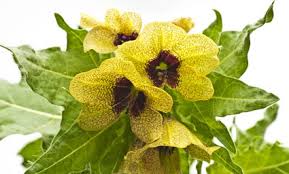 Image result for bilsenkraut