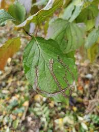 Attēlu rezultāti vaicājumam “Phytomyza minuscula”