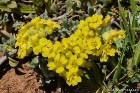 Image result for Alyssum diffusum