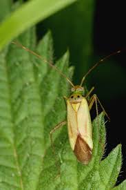 Attēlu rezultāti vaicājumam “Adelphocoris quadripunctatus”