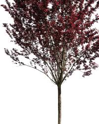 Attēlu rezultāti vaicājumam “Prunus cerasifera var. divaricata”