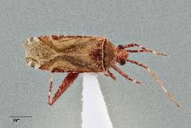 Attēlu rezultāti vaicājumam “Phytocoris sp.”