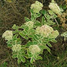 Attēlu rezultāti vaicājumam “Hylotelephium telephium leaf”