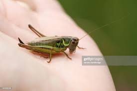 Attēlu rezultāti vaicājumam “Metrioptera roeselii”