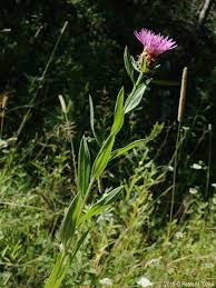 Attēlu rezultāti vaicājumam “Centaurea jacea fruit”