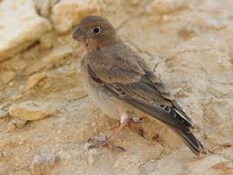 Image result for Bucanetes githagineus