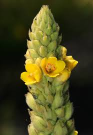 Attēlu rezultāti vaicājumam “Verbascum thapsus fruit”