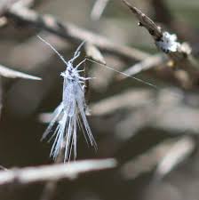 Attēlu rezultāti vaicājumam “Orthezia urticae”