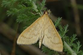 Attēlu rezultāti vaicājumam “Mecyna flavalis”